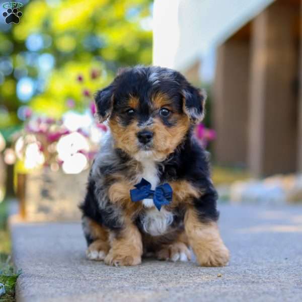Bam Bam, Yorkie Poo Puppy